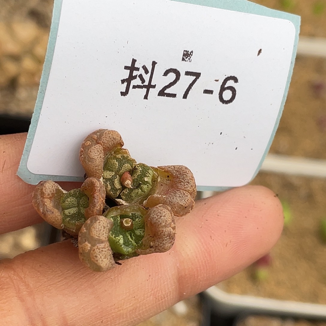 27-6勋章多肉植物