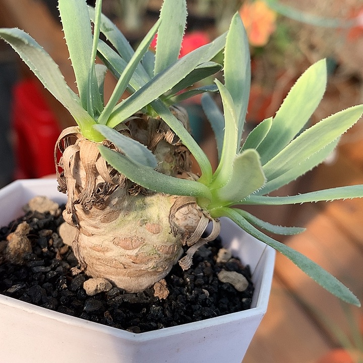 258刨花厚墩菊66666666666666