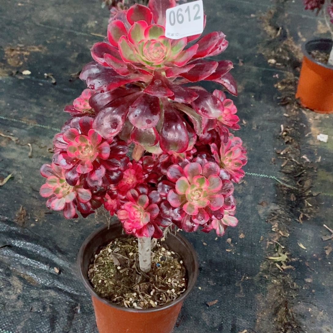 香奈儿612多肉1111