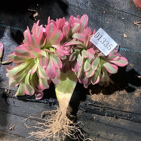 1335鲸落多肉缀化