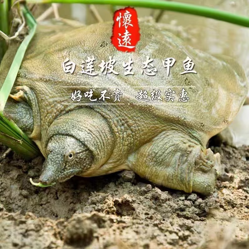 鲜活甲鱼【宰杀服务费】不可退