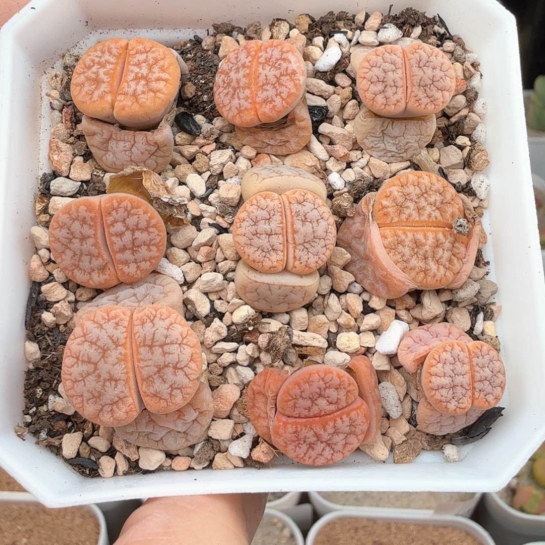 喜*3.18.66/C309a拿铁/多肉植物