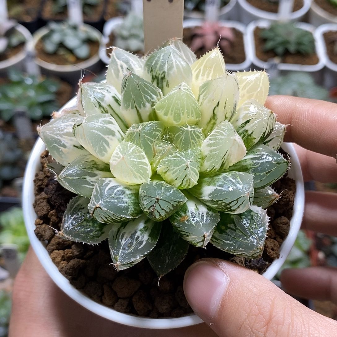 117大叶楼兰十二多肉