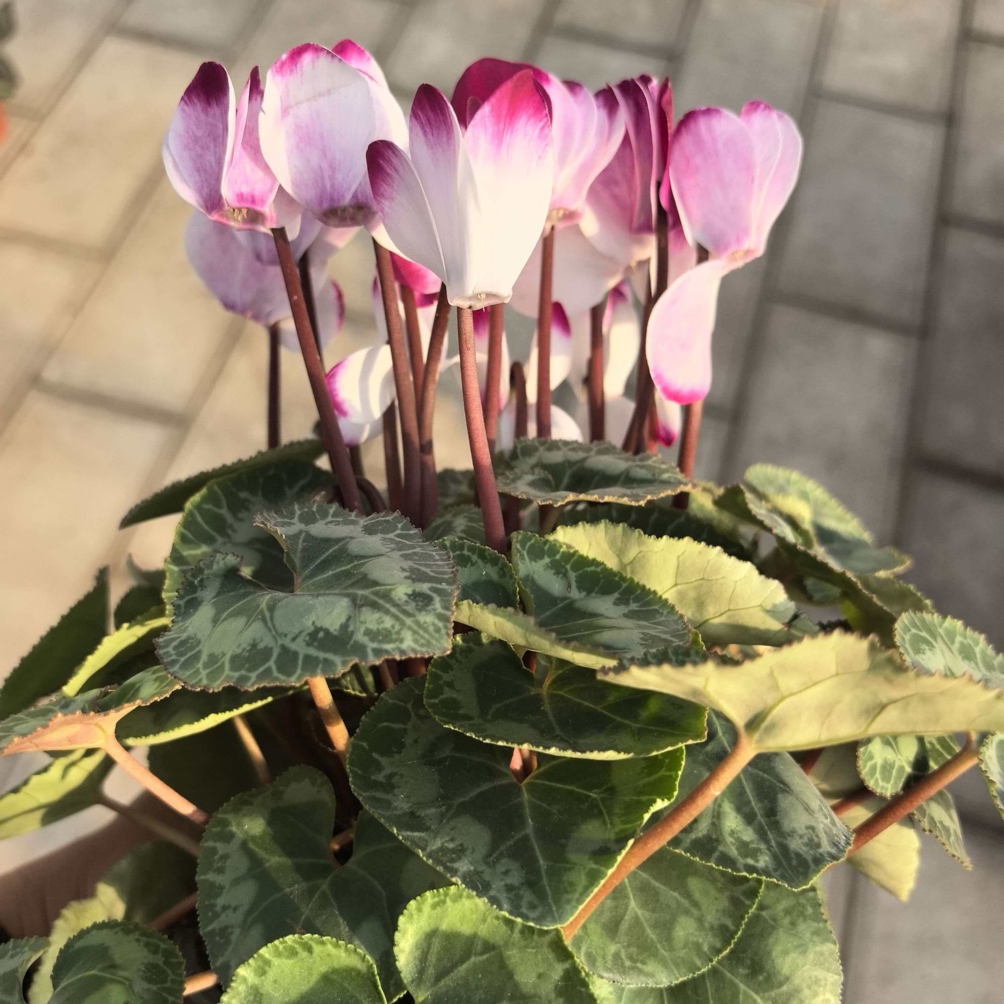 【音迪卡】140盆大花仙客来带花带花苞发货桌面阳台好养盆栽花卉