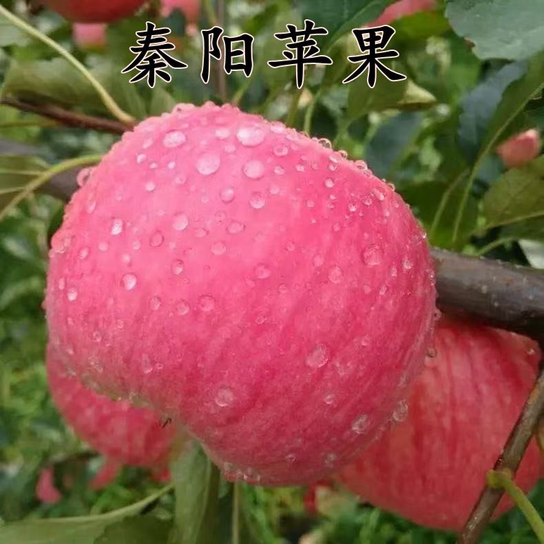 矮化G935山东秦阳苹果树苗嫁接脱毒抗寒脆甜庭院地栽基地秦脆果苗