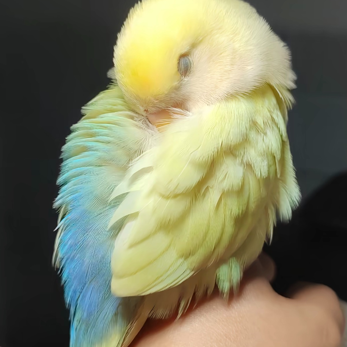 手养可爱亲人牡丹鹦鹉半毛雏鸟