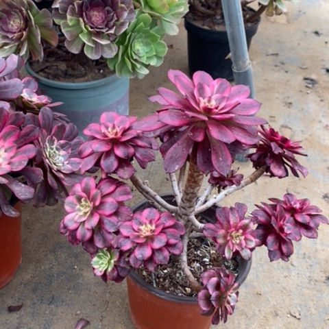 美肌多肉植物022