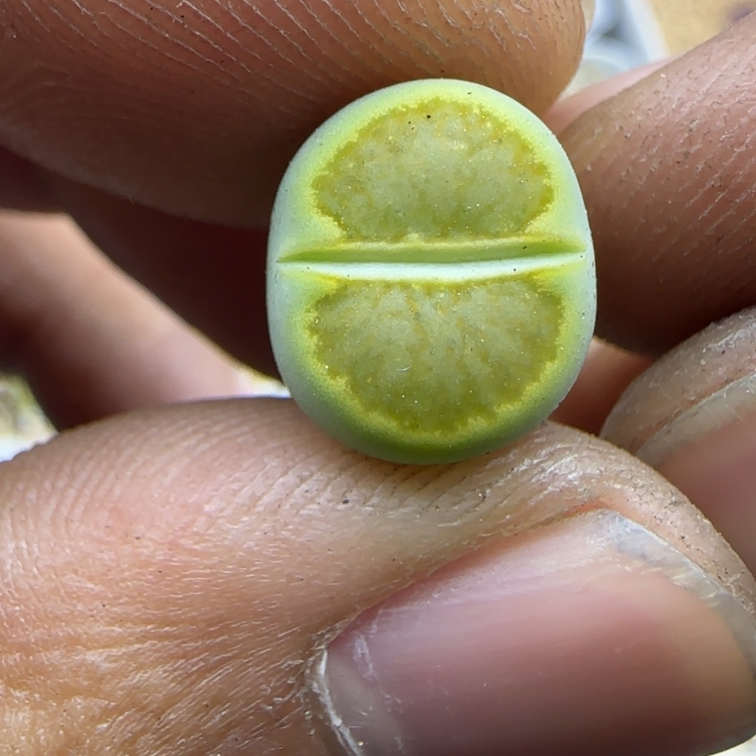 831 生石花大棚直播