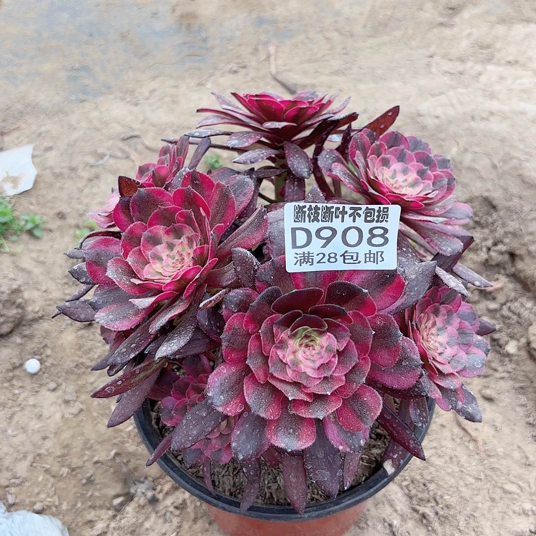 V. 908月蝉多肉1111