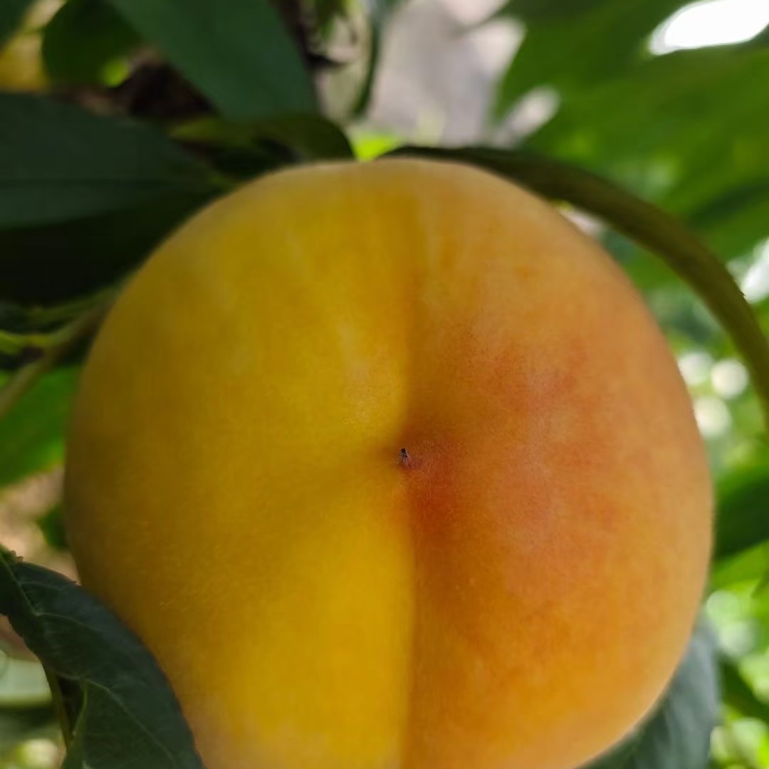 黄水蜜桃2个 桃味十足江苏省