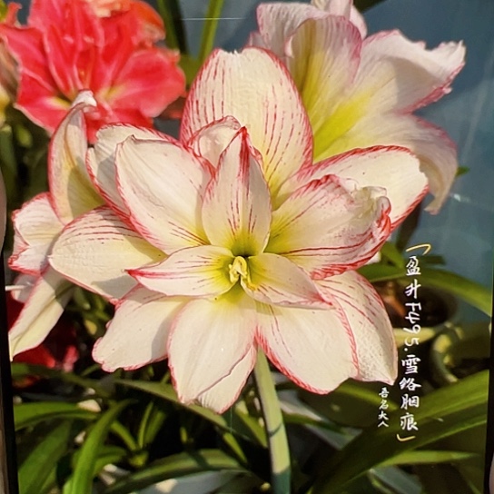 朱顶红F495开花球5-6cm