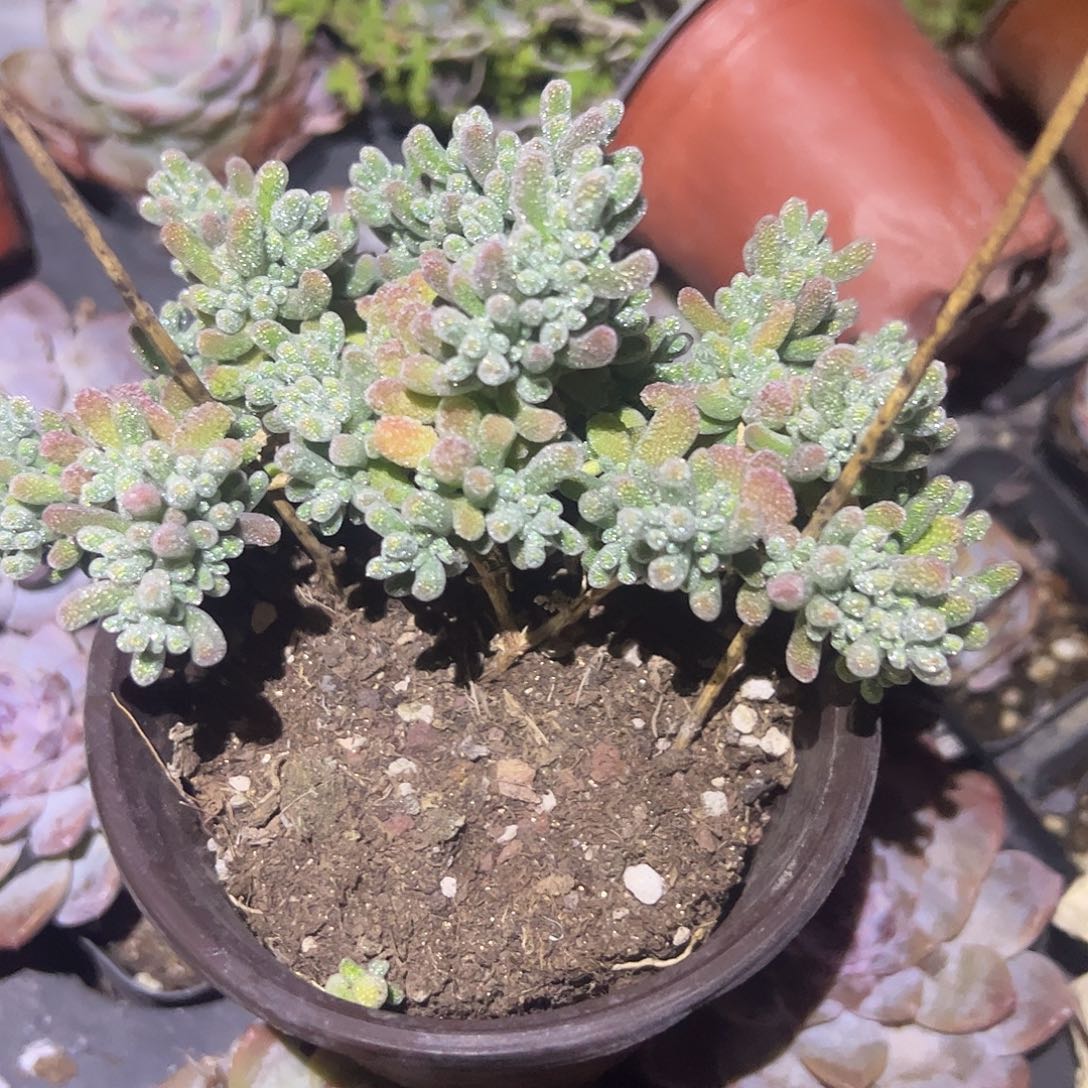 左***爱枝干冰晶大盆一个