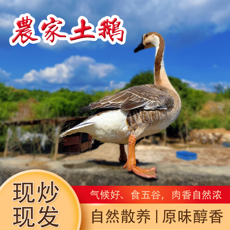 农家土鹅散养灰鹅地道柴火工艺