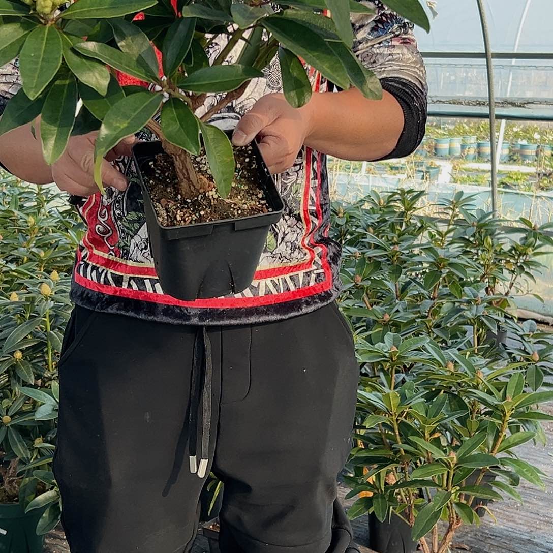 当前无花朵，栽培后可花朵王子一加仑