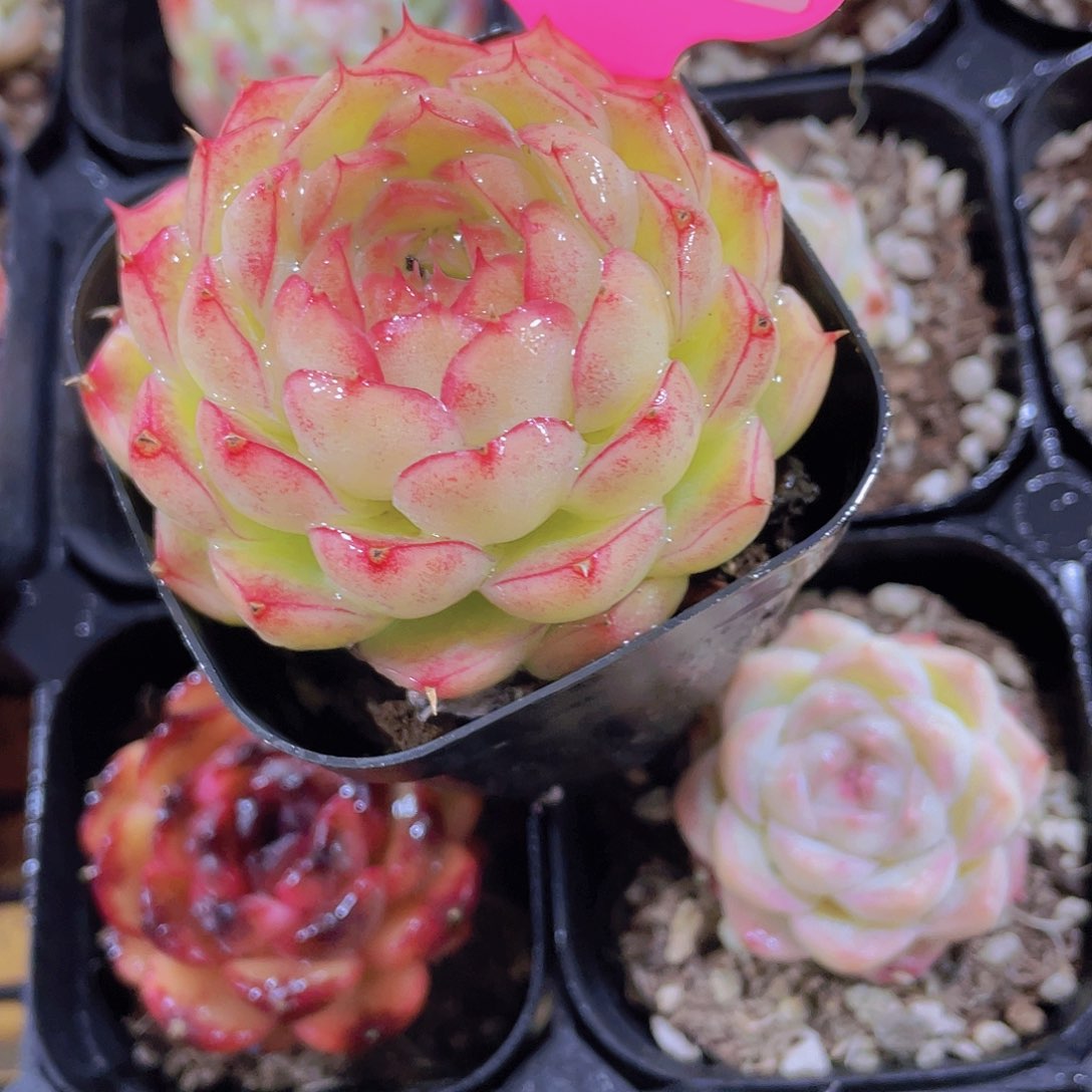 951号 睫毛冰美人麦秆