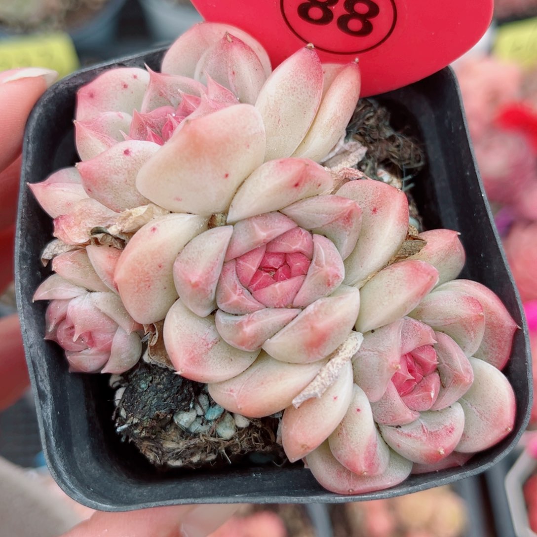 88号小老桩珍妮群