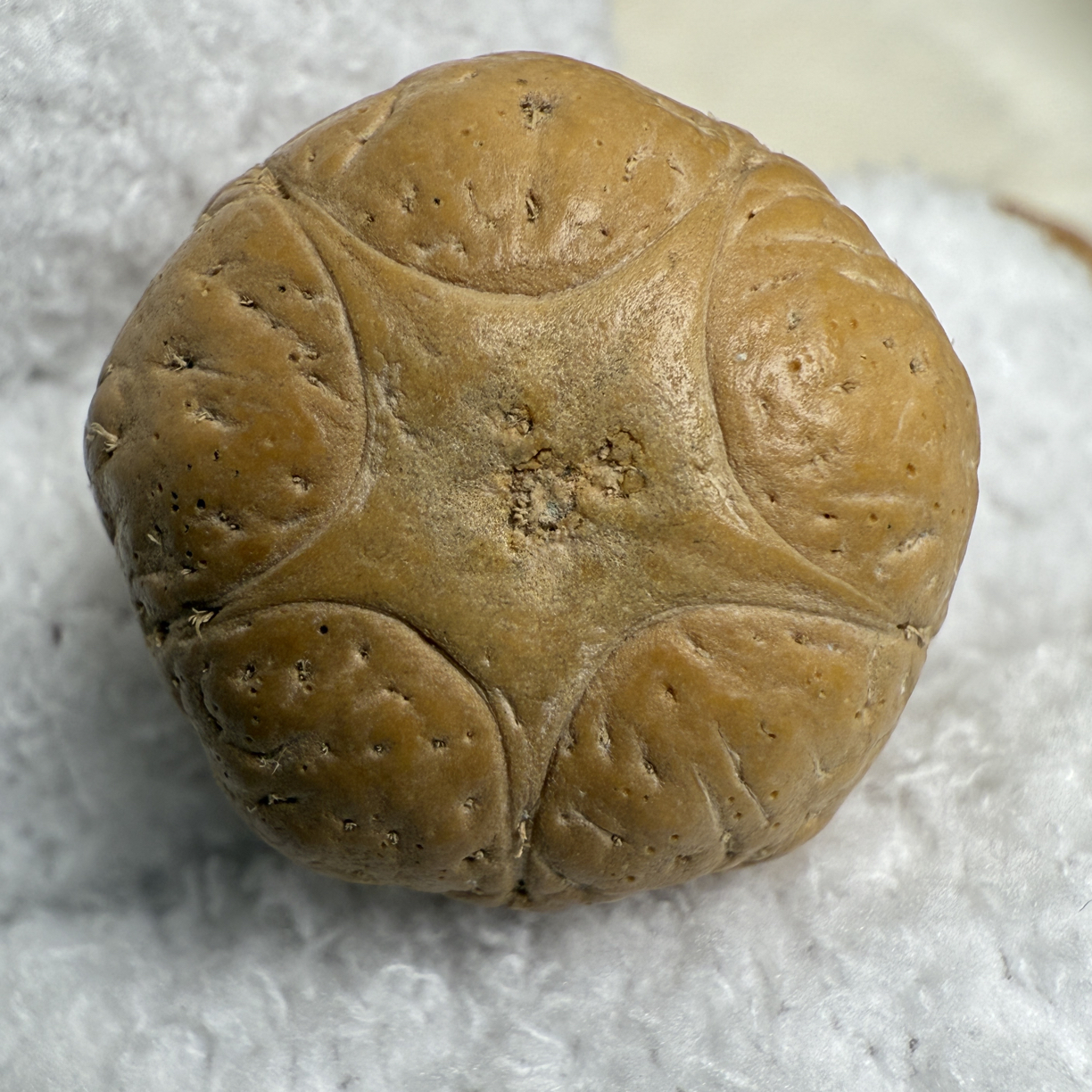 【禪舍】尼泊尔凤眼菩提五星顶头尺寸22.55×16.28