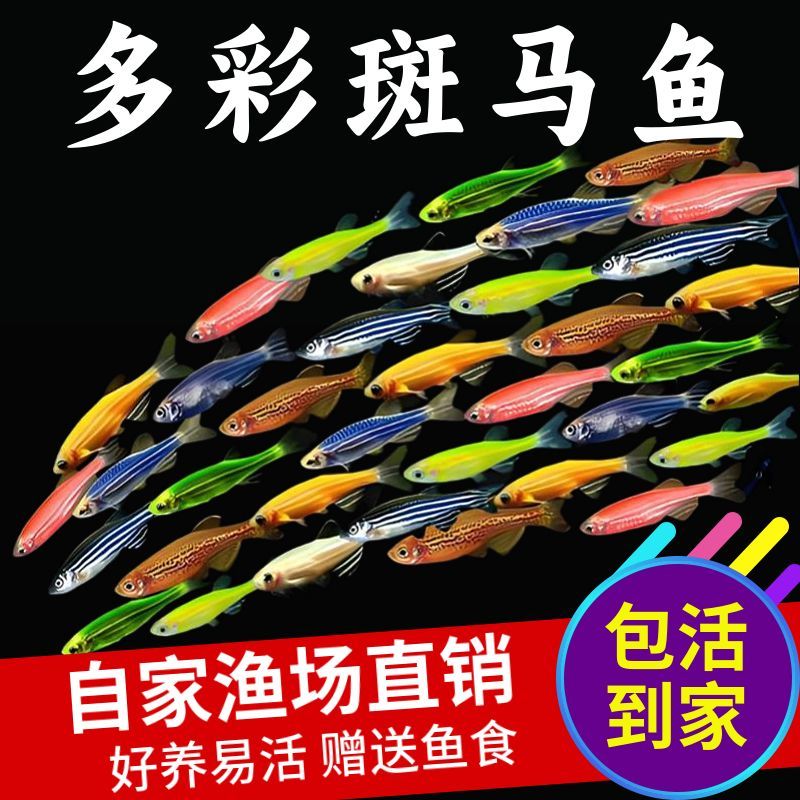 【斑马鱼】观赏鱼活体淡水宠物灯科鱼小型热带冷水好养七彩小鱼