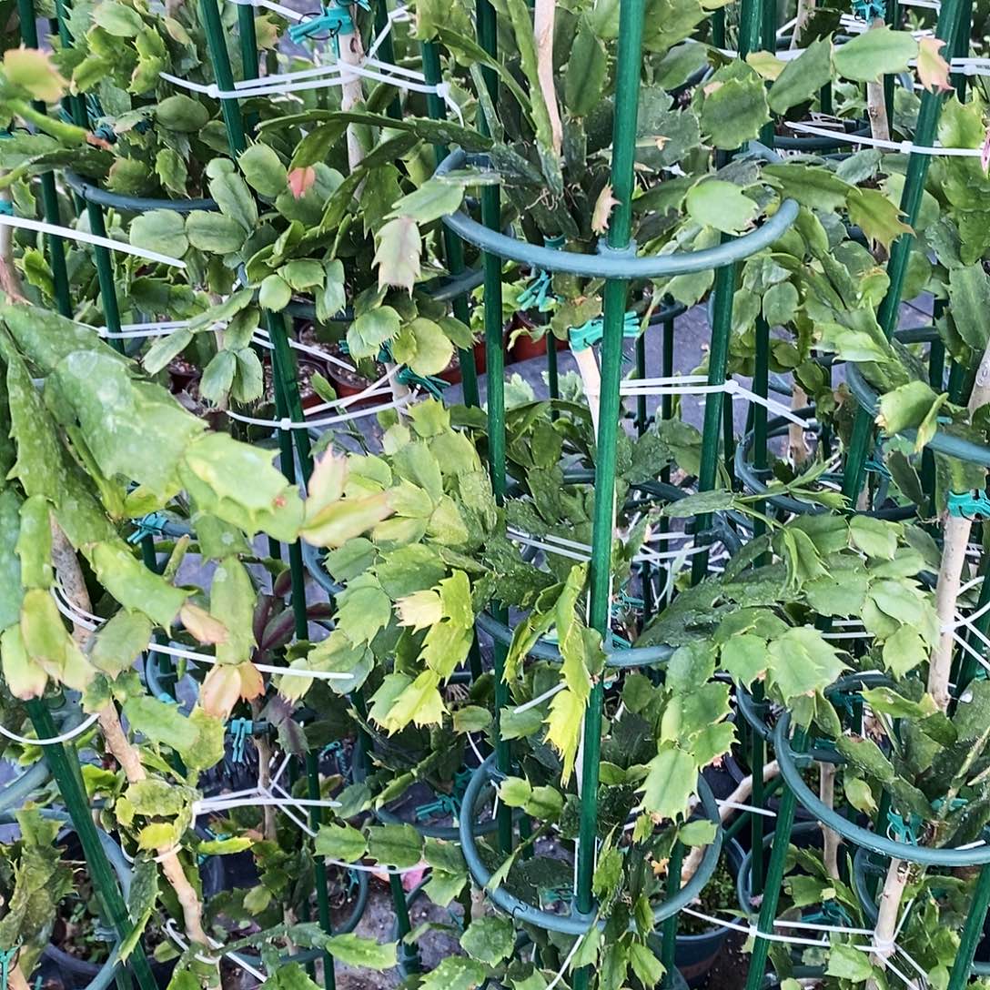 B***m无花朵福利款六层