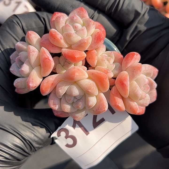 3121，七头冰玉带盆发的