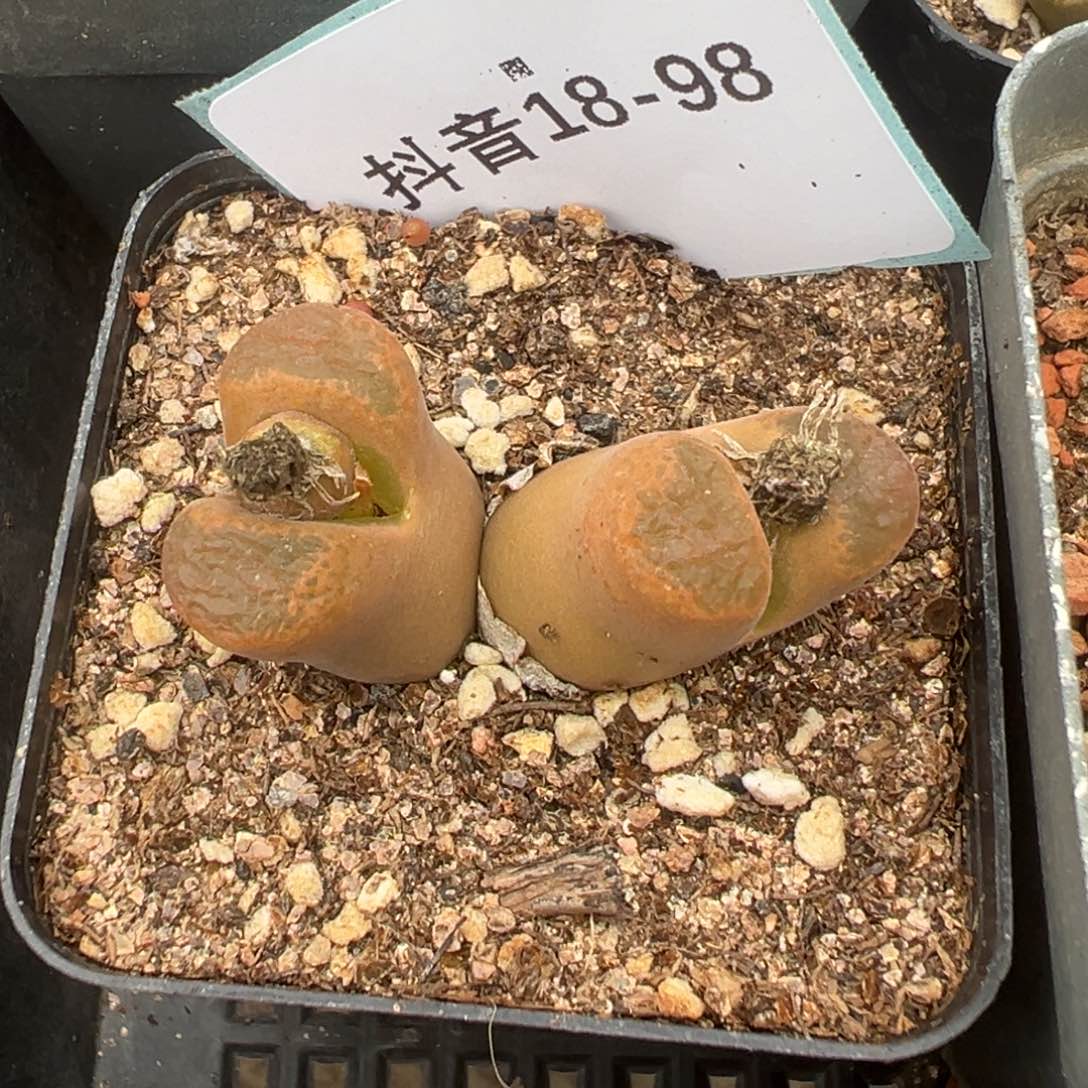 18-98肉锥多肉植物，