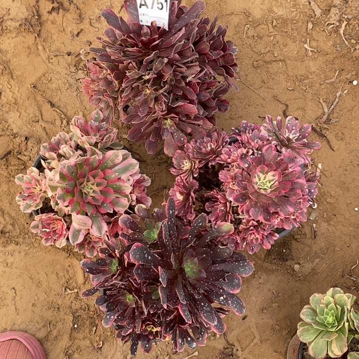 完全开放751组合套餐多肉植物