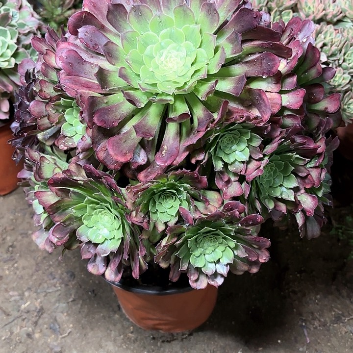 多肉植物法师冰铜12