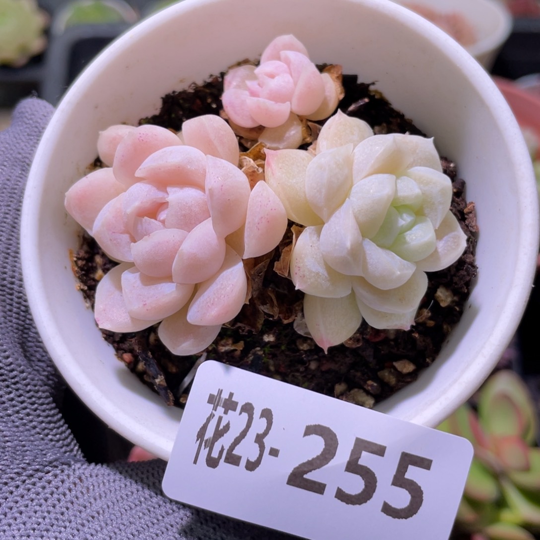 花利美23-255白月影不包整