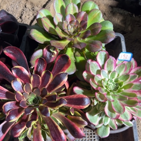 193多肉植物组合