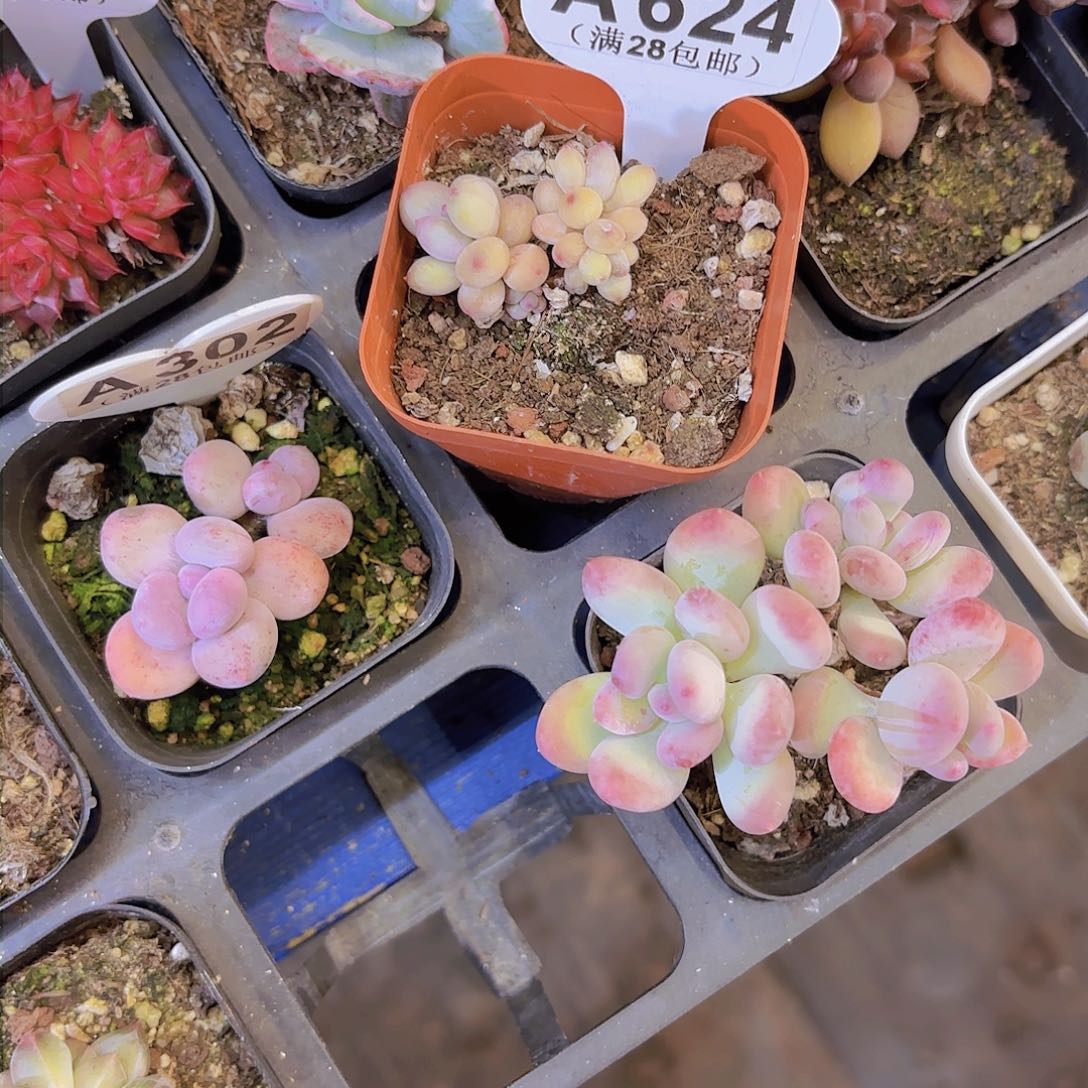 骑****女A624萤火虫一物一拍