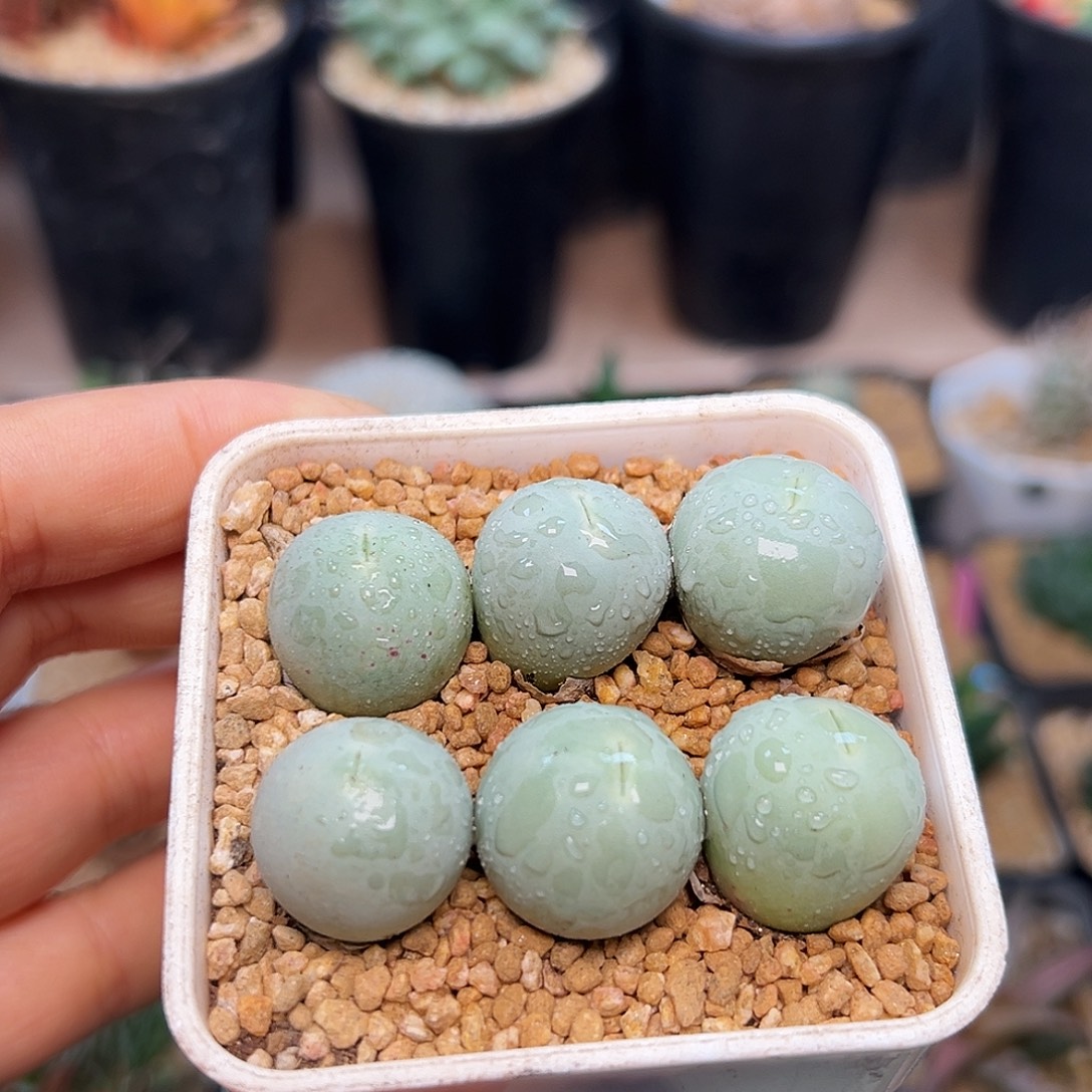 鸽子蛋1.9-2cm一盆脱土发货