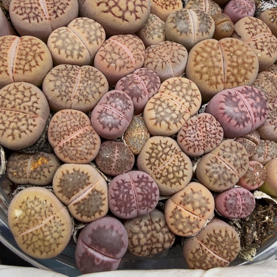 哈哈哈你真的会有这种267这个