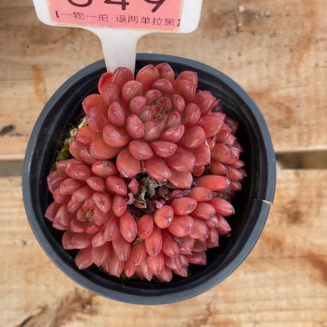 云尘多肉一物一拍549