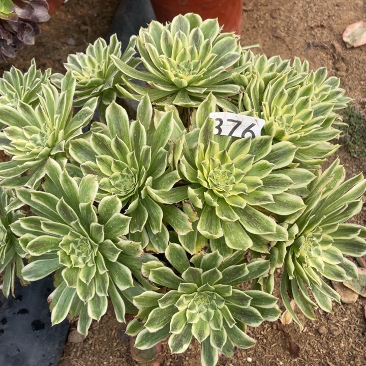 376多肉植物碧浪