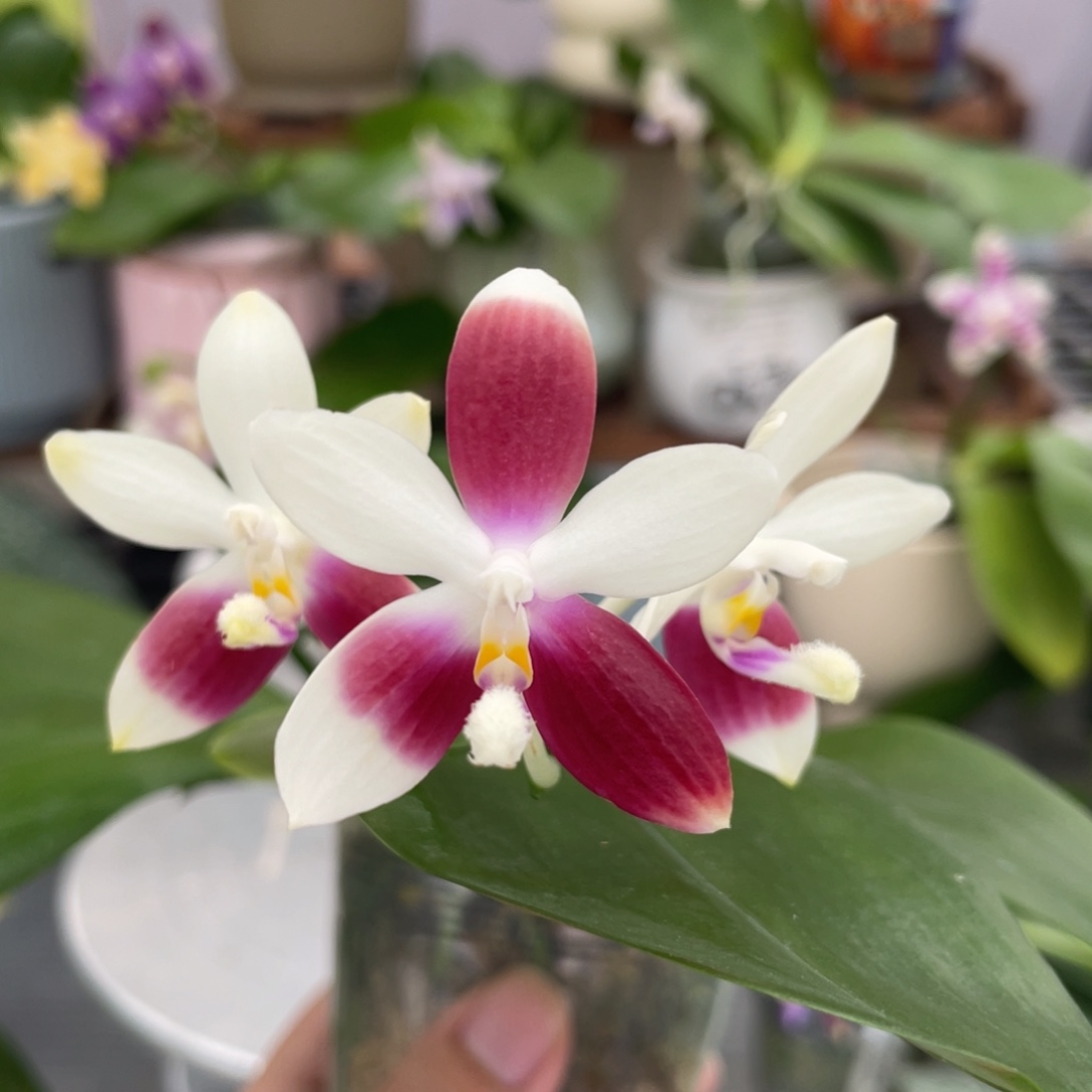 完全开放盾花C1，2.5杯开花株