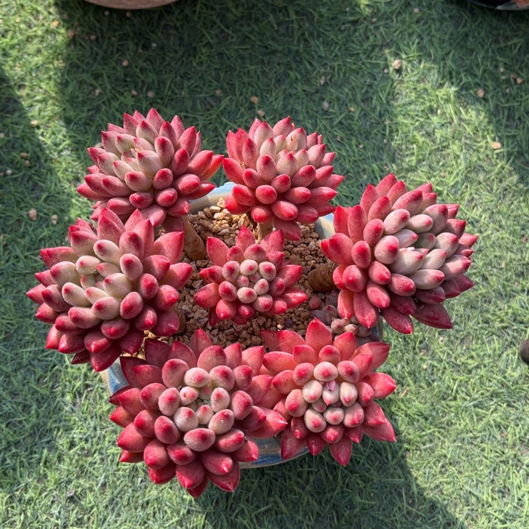 高桩虞美人一物一拍