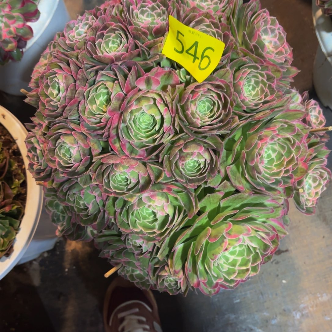 哈哈多肉葡萄福利546