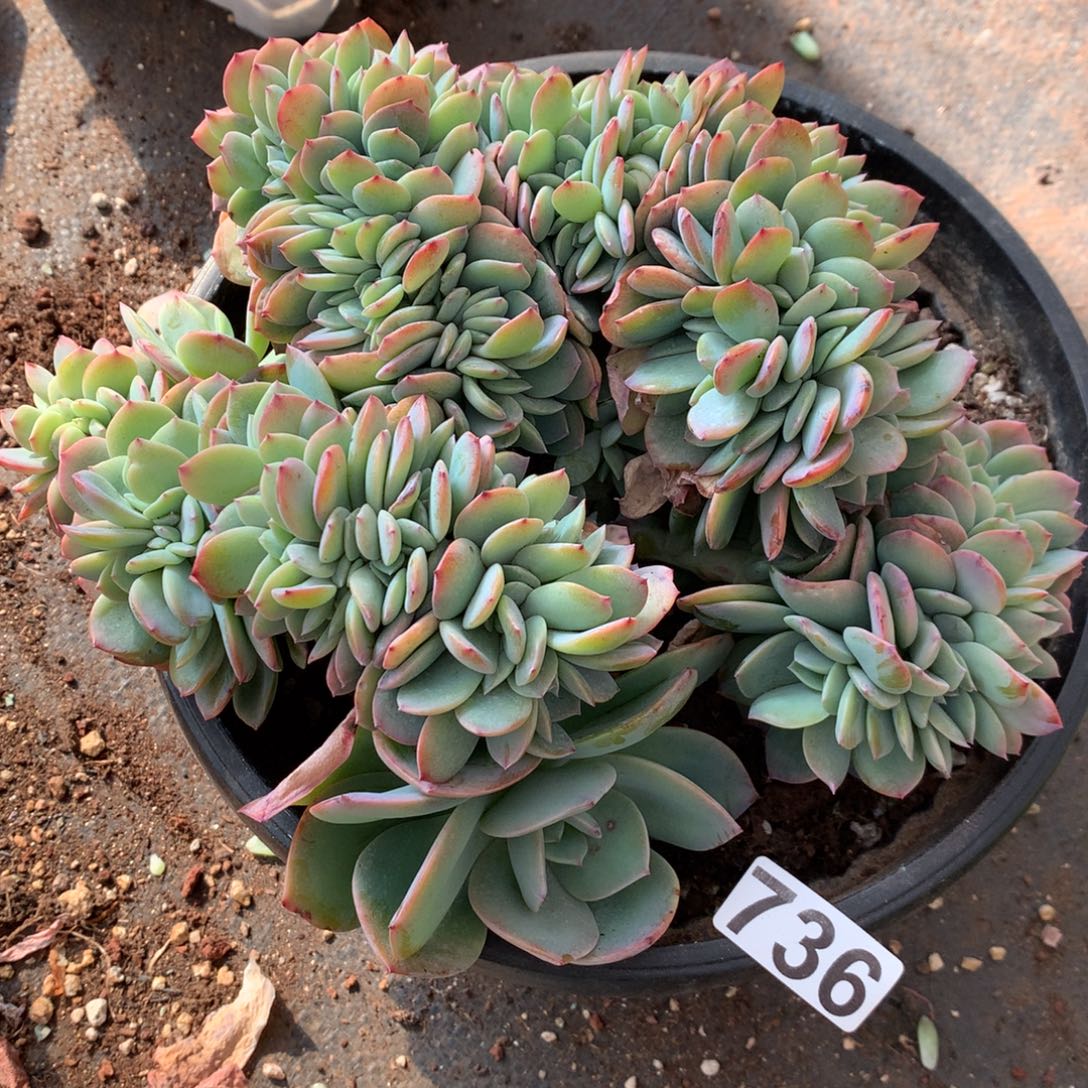 、***状736号新疆西藏内蒙古不包邮有瑕疵