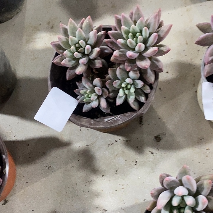 仙***姐429红蜻蜓多肉植物