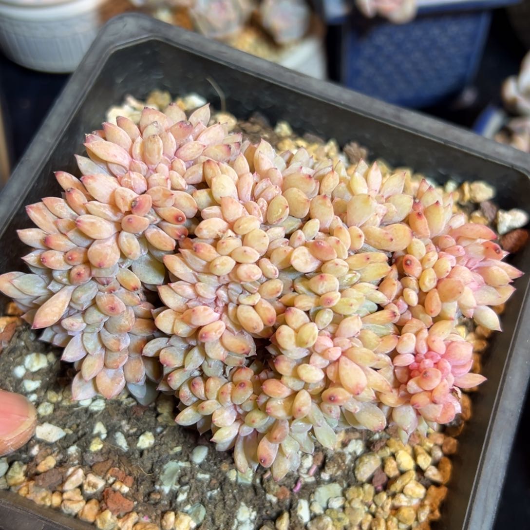 新年快乐 新年快乐