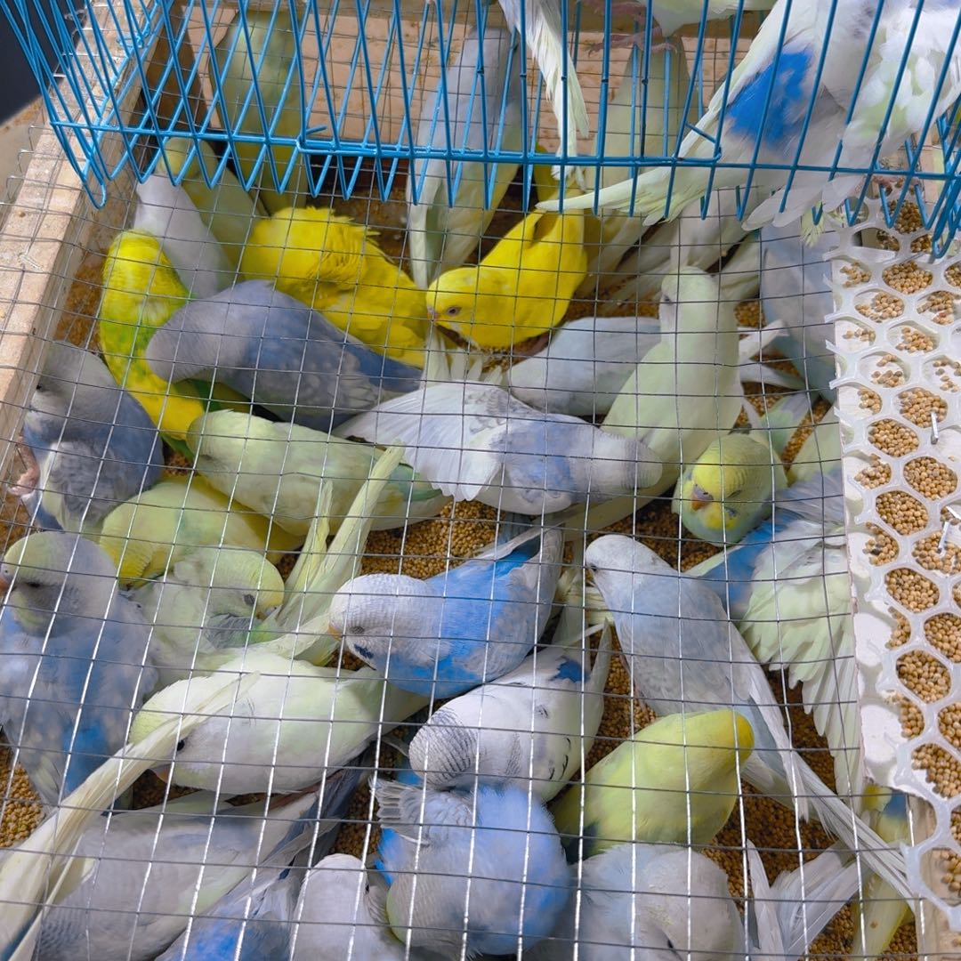 虎皮鹦鹉虎皮鹦鹉