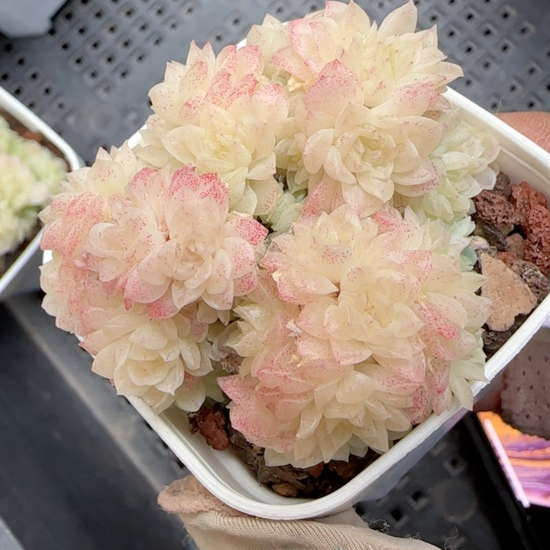 雨**曦【闪购商品】0127-133（m1-73）