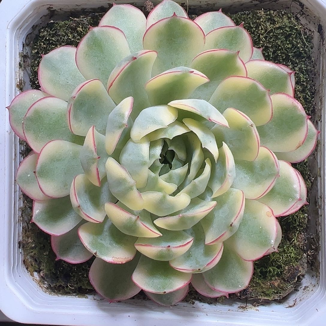 满38包邮梦幻玫瑰锦