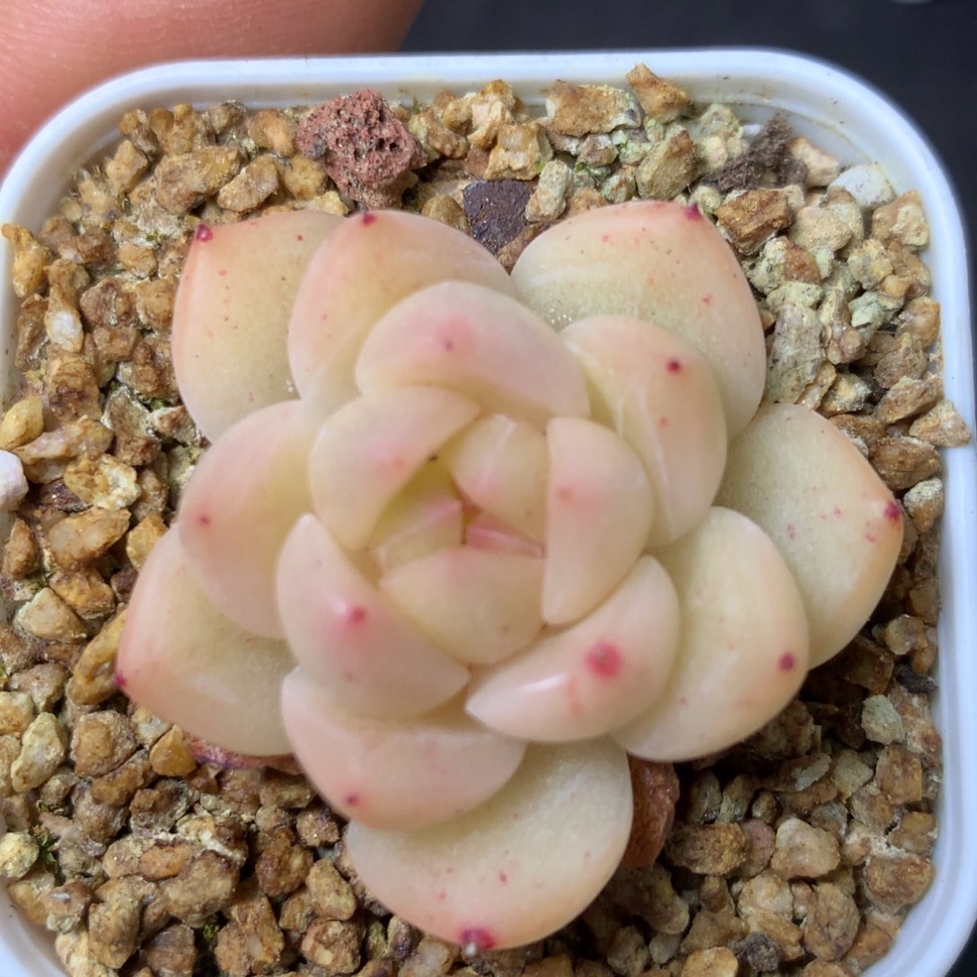 11 精品多肉一物一拍