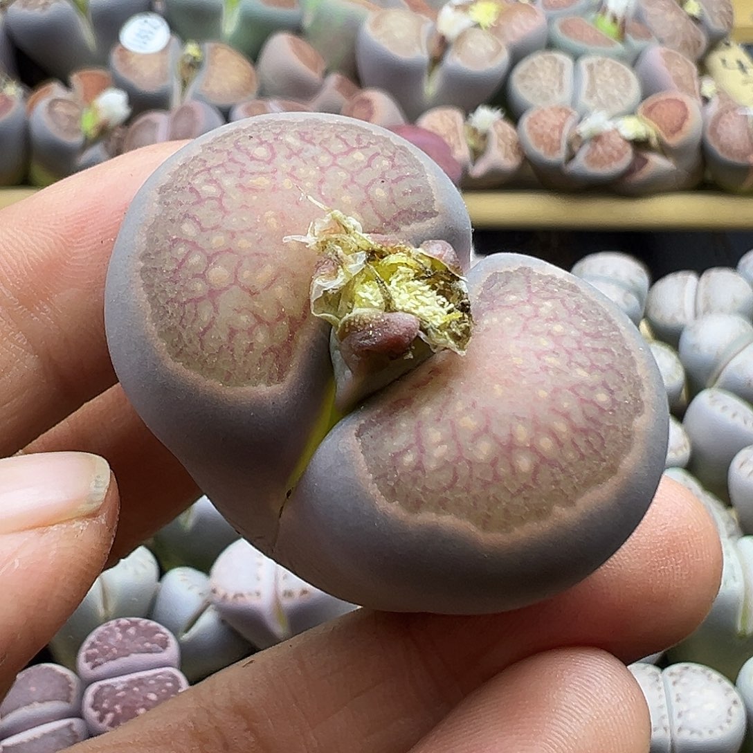 1918巨无霸蓝体窗面优秀