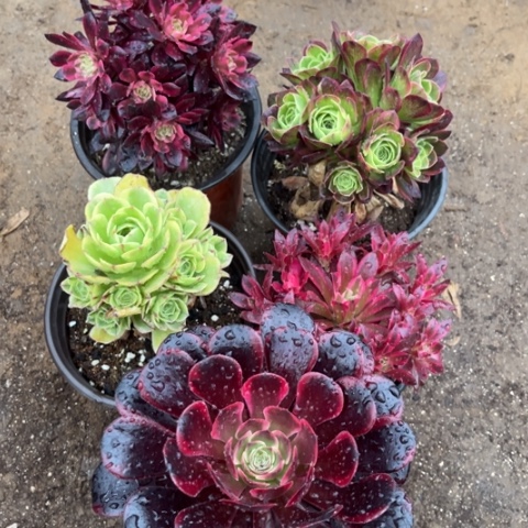 842多肉植物组合