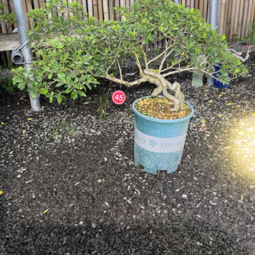 *****无花朵栀子花盆景老桩