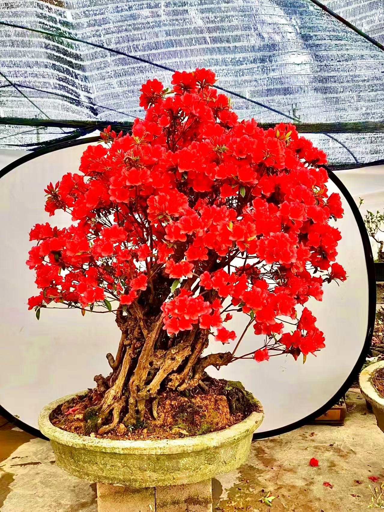 大货映山红鸡血红色精品庭院树造景景观（一物）屋顶树（一拍）别墅树