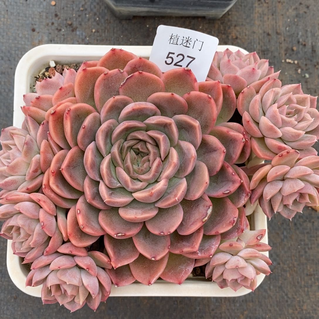 彭*虎杂交精品多肉527