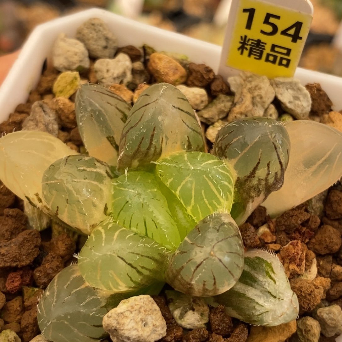 154巨大赤线多肉植物